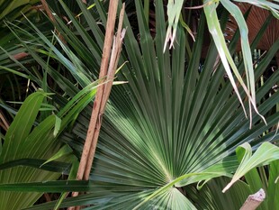 扇形棕榈叶特写