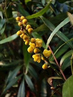 金黄小檗花绽放绿叶间