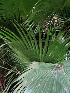 翠绿扇形棕榈叶特写