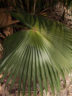 扇形棕榈叶特写