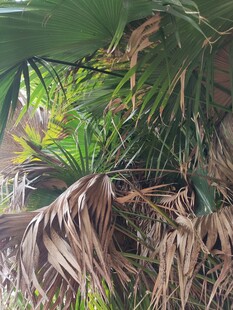 茂密丛林中的植物景观