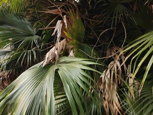 热带棕榈植物特写