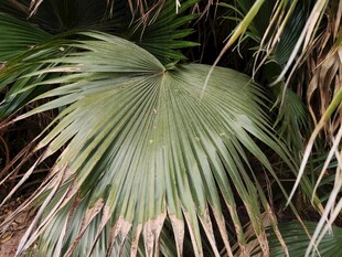 扇形棕榈叶特写