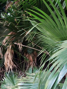 茂密热带植物景观