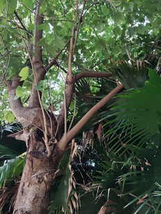 繁茂大树与周边绿植景观