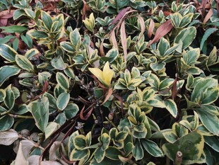 多彩斑纹植物特写