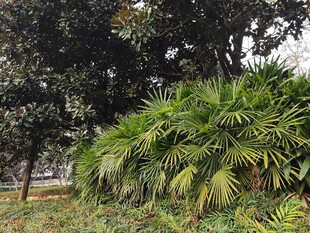 户外翠绿繁茂的植物景观