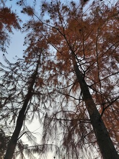 秋日挺拔的红棕色树木