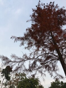 挺拔红树映蓝天