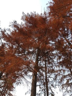 秋日红杉树景观