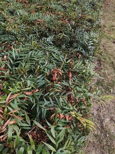 荔枝树果实繁茂景象