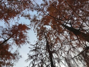 仰视秋日红杉树美景