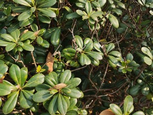 绿叶繁茂的植物景观