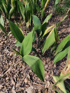 绿叶植物生长于碎石间