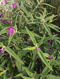 紫色花卉与绿叶植物景观