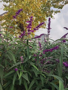 紫色花卉与绿叶相映成趣