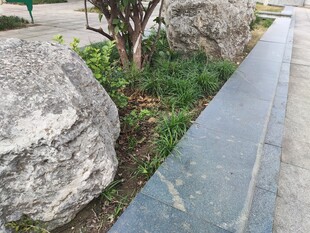 路边景观石与绿植