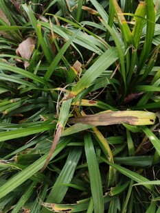 翠绿草丛中的枯黄叶片