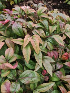 多彩斑斓的植物叶片