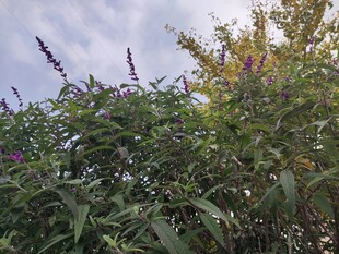 野外繁茂的紫色花卉植物