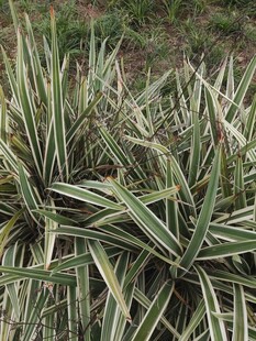 条纹叶片植物特写