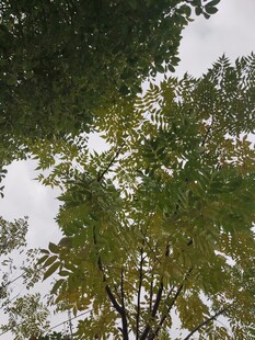 仰视秋日繁茂树木