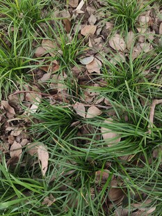 地面上的绿草与枯叶