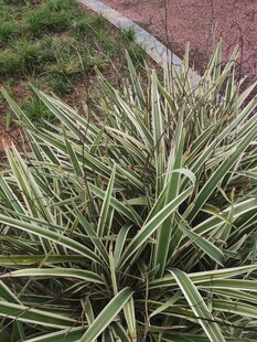 金边麦冬草植物特写