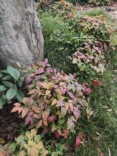 石旁多彩植物景观