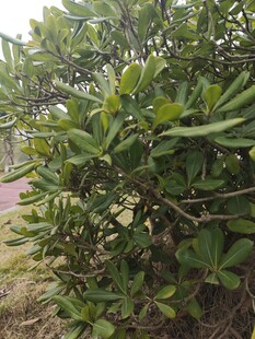 绿叶繁茂的灌木丛