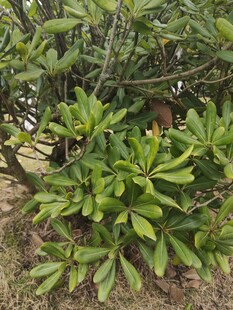 绿叶繁茂的低矮植物