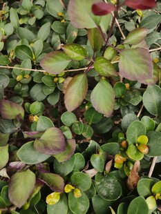 绿叶间的黄色小花