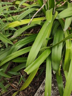 翠绿狭长叶片的植物