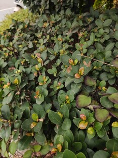 翠绿繁茂的多肉植物群落