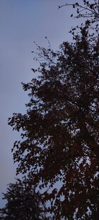 树梢上的蓝天剪影