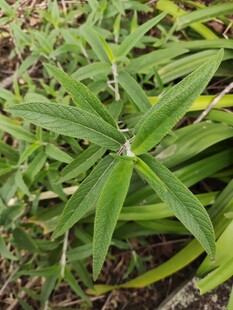 绿色丛生植物特写