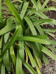 翠绿阔叶植物特写