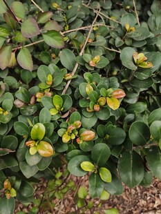 绿叶间的多彩植物