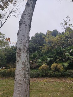 树干旁的绿植景致