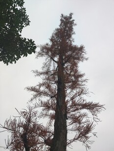 高大水杉树枝叶呈棕红