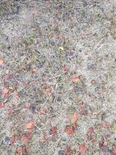 地面上散落的红砖碎块