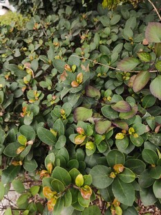 绿叶丛中的黄色小花