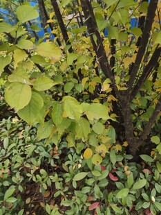 绿叶繁茂的植物景观