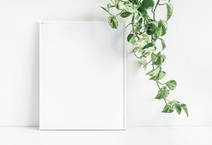 空白画框旁的垂落绿植