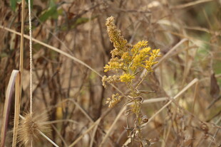 加拿大一枝黄花
