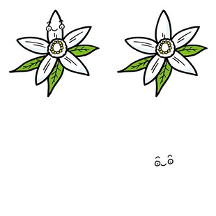 两朵带叶花朵插画