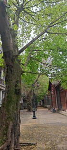 重庆武隆林间古建小道