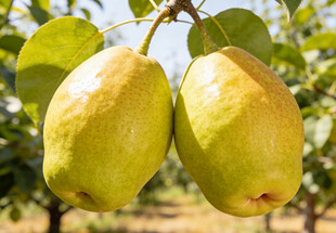 枝头的新疆香梨