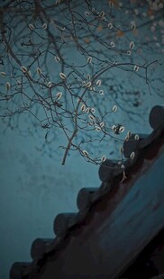 屋檐树梢间的静谧景致