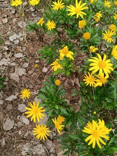 黄色小花绽放于土地间